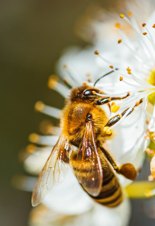 insectes