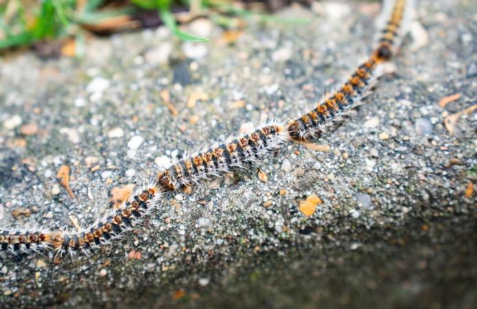 chenille